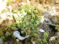 Caulerpa racemosa